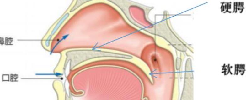 挺软腭是什么，让软腭处于抬起的状态