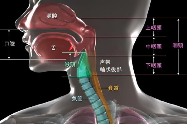 声音很沉闷如何改善，首先需要强化自己的发声器官