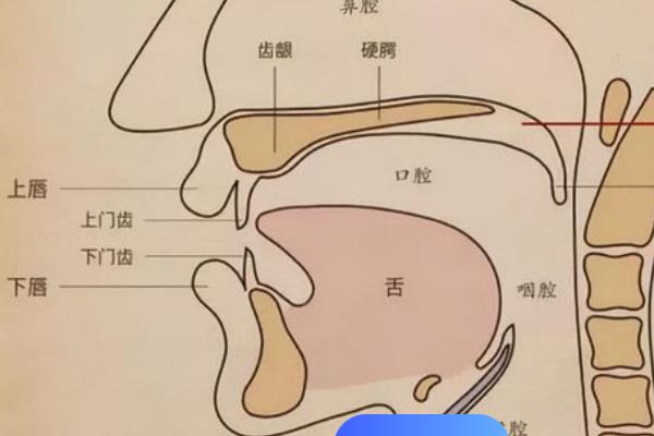 怎么让声音有感情，语速不宜过快