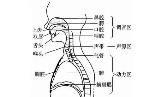 怎样让说话声音好听，首先要了解发声共鸣的位置