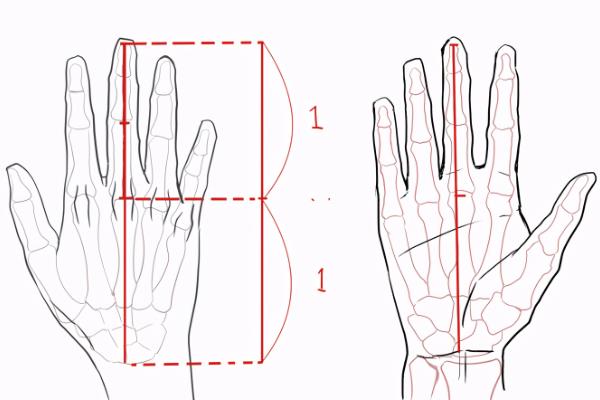 插画人物的手掌如何确定大小，了解人体各部分的比例关系