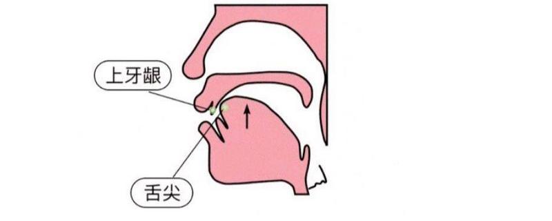 发出鼻音的方法，发声时要收起舌尖